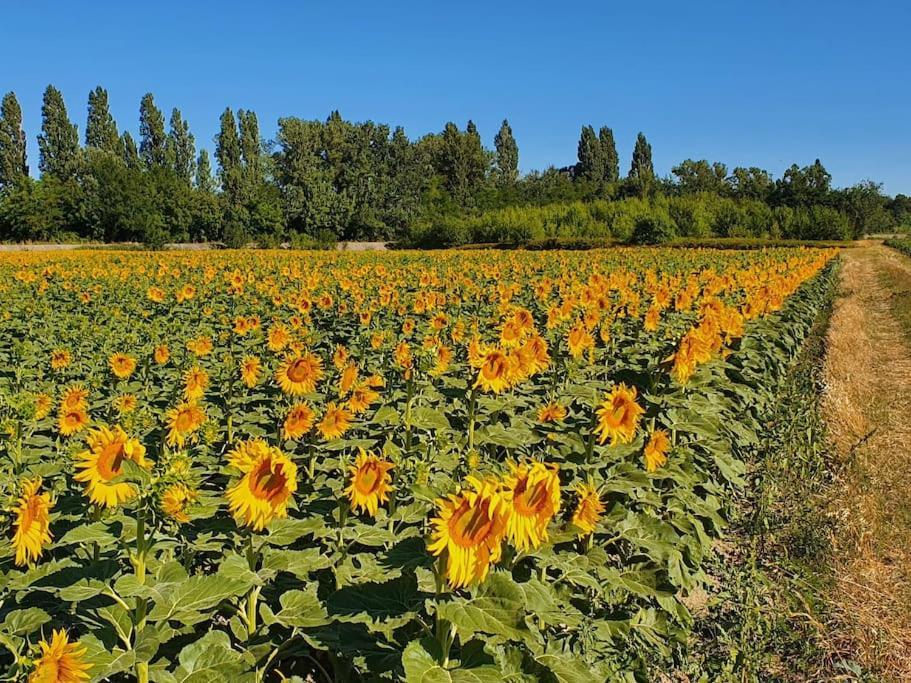 Villa L'Ardeche en Provence avec jardin ombragé Pont-Saint-Esprit Esterno foto